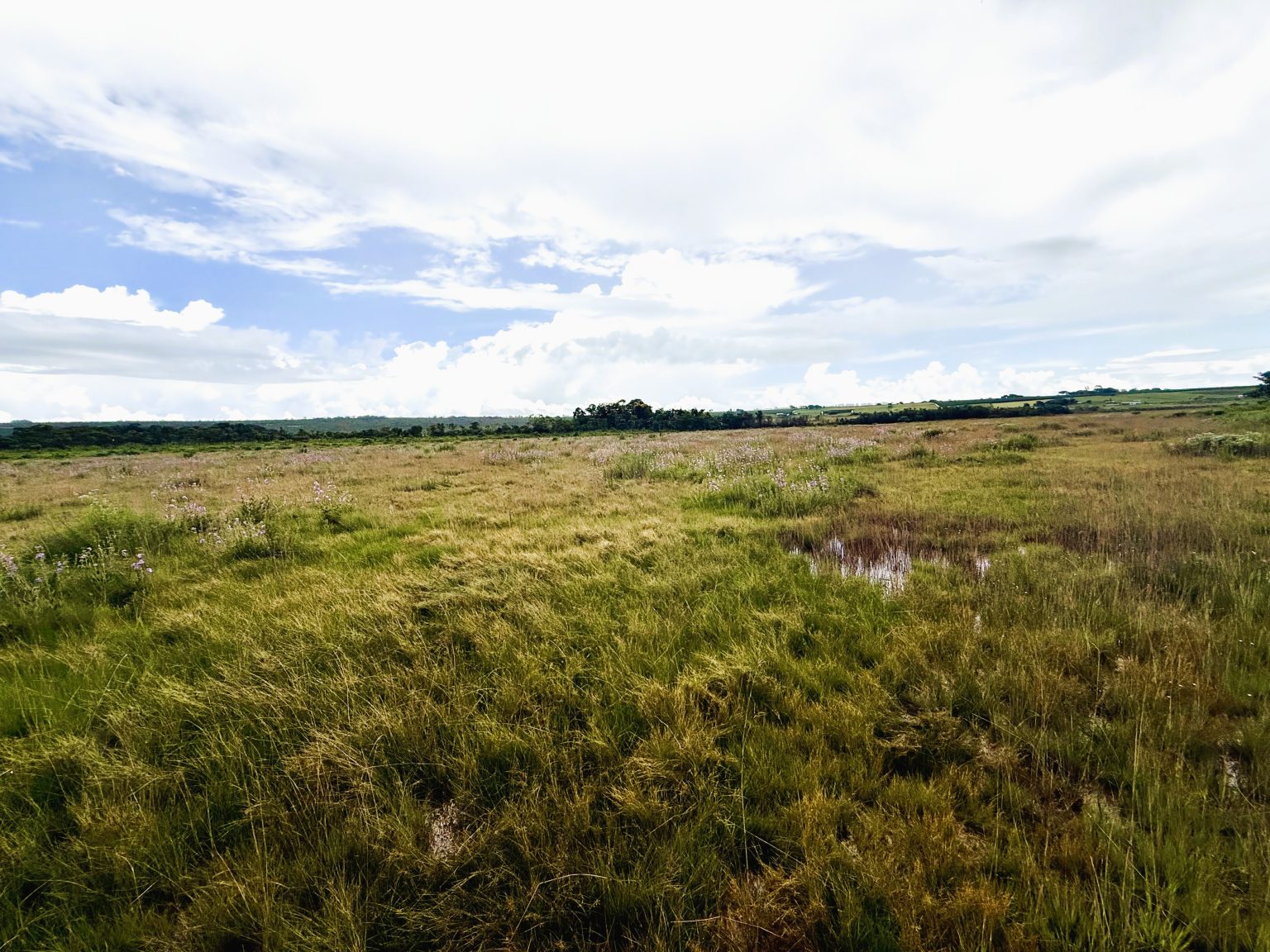 SN REE area_enhanced