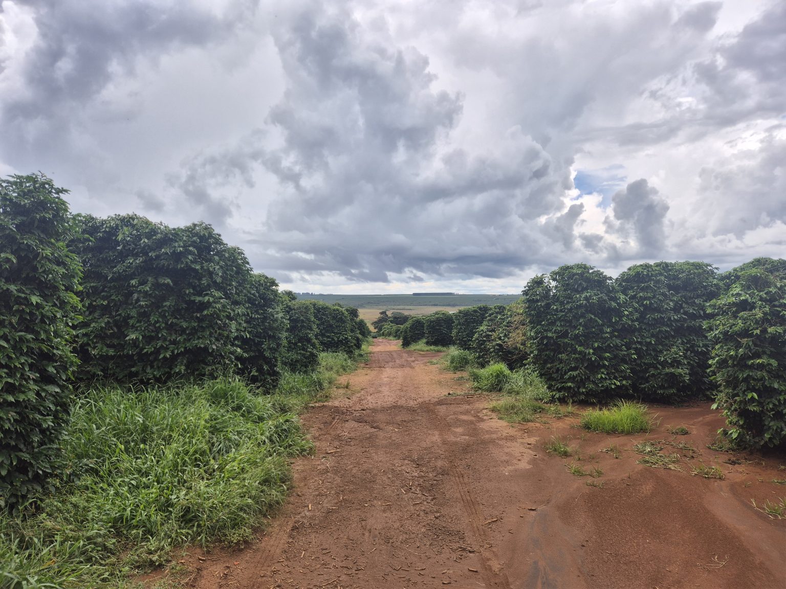 SN_coffee plantation